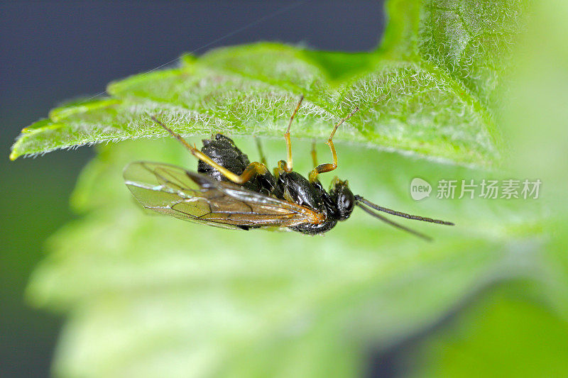 阿奎利亚锯蝇也叫耧斗菜锯蝇Pristiphora rufipes。花园和栽培种植园中醋栗和醋栗的常见害虫。产卵的雌性